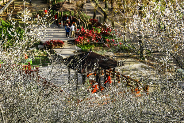 桃園龍潭石門水庫梅園梅花盛開，賞完石門水庫楓葉換梅花開