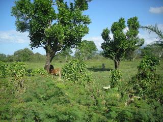 Tripoli, Honduras