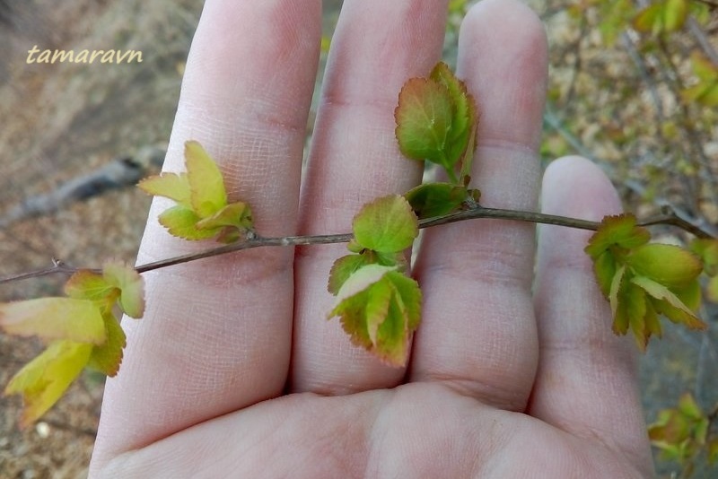 Спирея уссурийская / Таволга уссурийская (Spiraea ussuriensis)