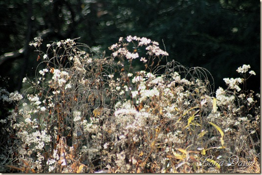 Fall_Bouquet