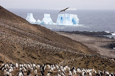 Penguins, As Far as the Eye Can See