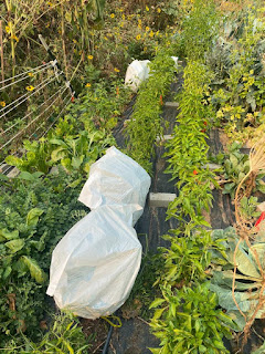 Pepper Plants