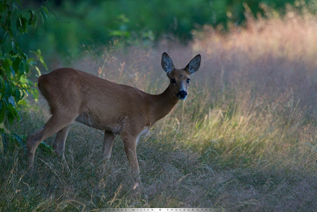 Ree stapt uit de bosrand - Roe Deer stepping out of the bushes  - Capreolus capreolus