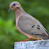 The Zenaida Dove 