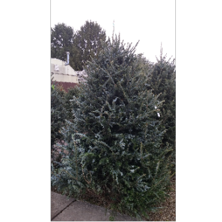 10% off Live and Fresh cut Christmas Trees in North Ridgeville, OH