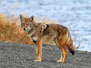 Coyote | Description