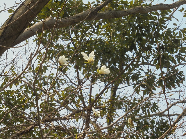 モクレン科のコブシの花