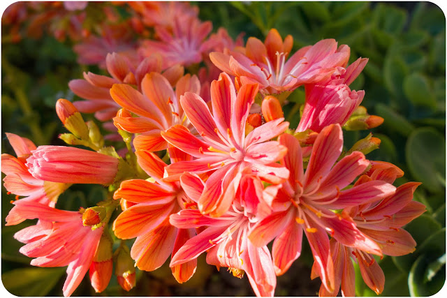 Lewisia corail