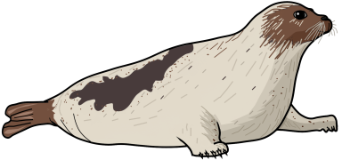 タテゴトアザラシ 竪琴海豹