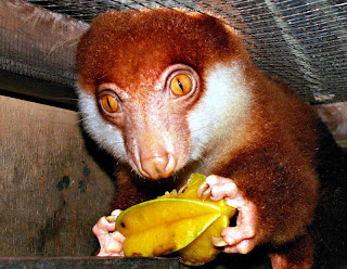 cuscus