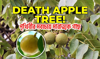 Death apple tree - ডেথ আপেল গাছ