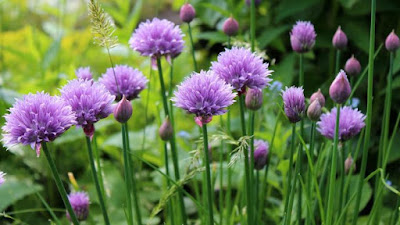 Chives plant, dangerous plants for pets, pet insurance, dog insurance uk,https://www.almanac.com/sites/default/files/styles/primary_image_in_article/public/image_nodes/chives-display-crop.jpg?itok=ZiFNJj1E