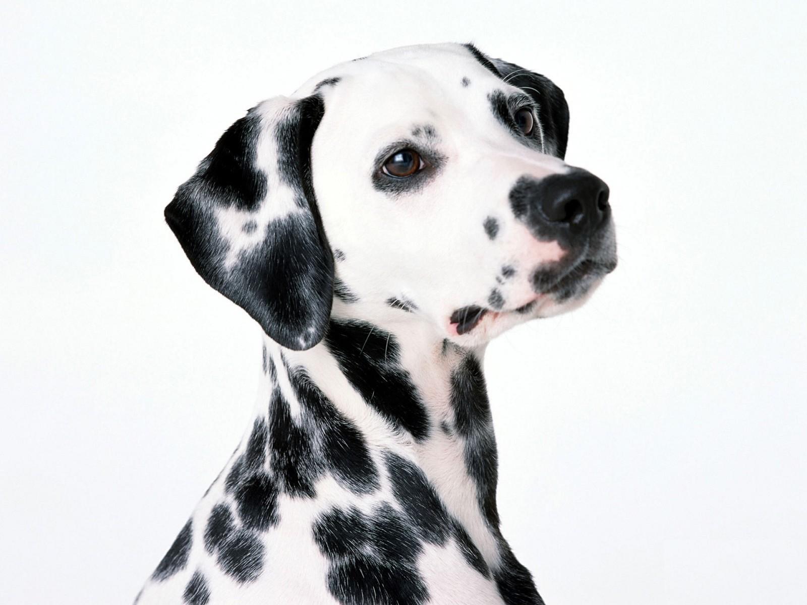 Dalmatian Wallpapers Fun Animals Wiki Videos Pictures HD Wallpapers Download Free Map Images Wallpaper [wallpaper684.blogspot.com]