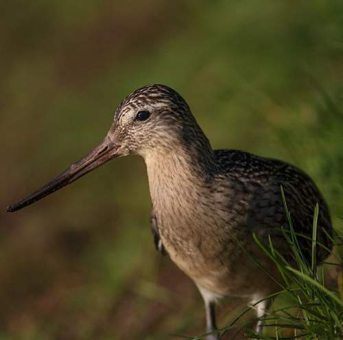 Limosa lapponica