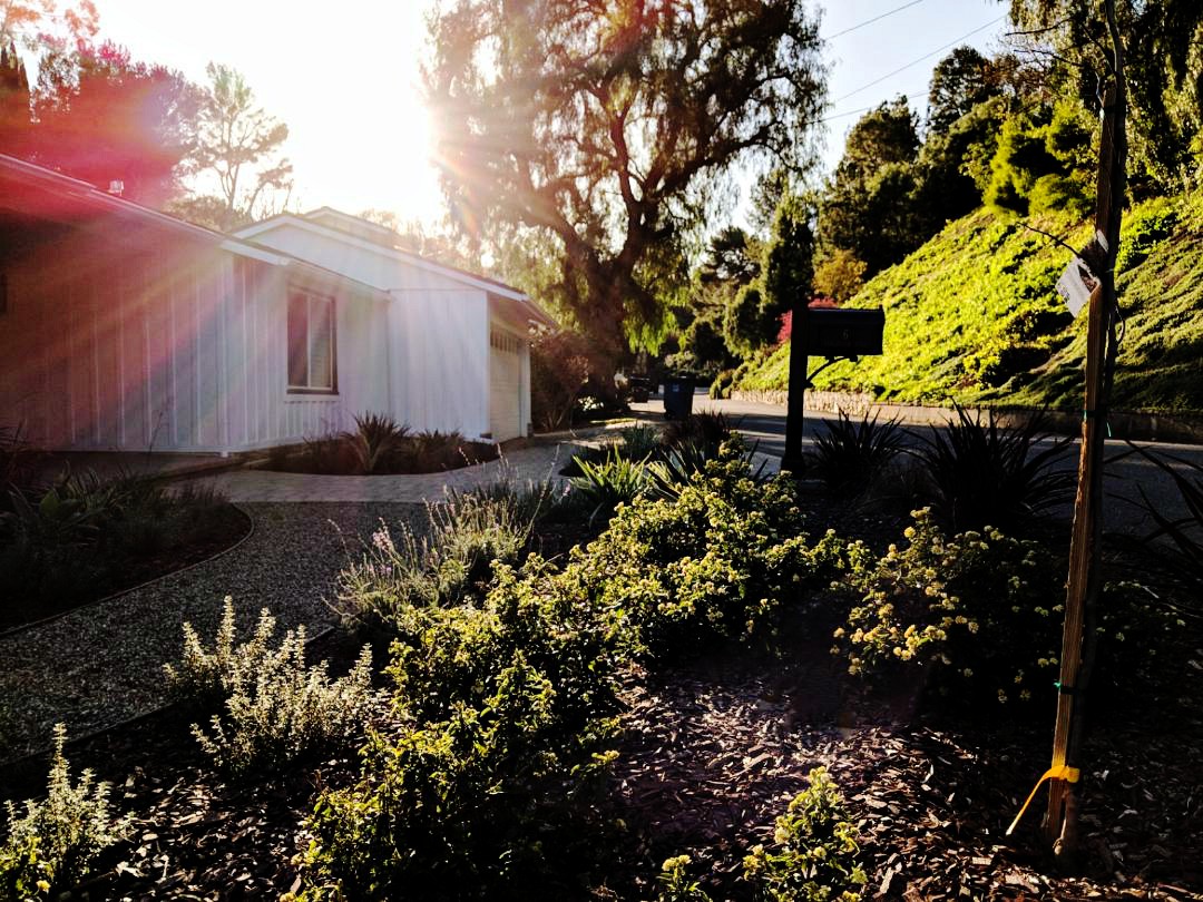 mid-century ranch house exterior home remodel and improvements drought-tolerant plants landscape pavers stone pea gravel black craftsman entry door privacy gate board and batten black and white