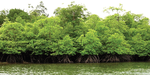 Hutan Bakau