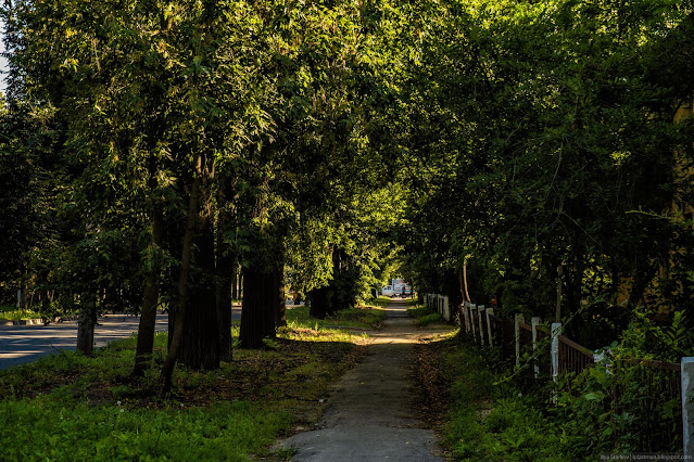 Пешеходная дорожка в тени деревьев, вдоль дороги