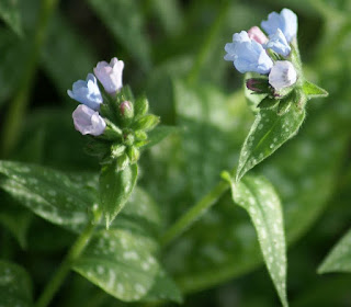 Pulmonaire à longues feuilles - Pulmonaria longifolia