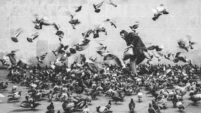 London Pigeon | #CapturedInWords