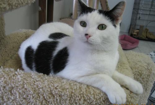 Helen is a adoptable cat in Ky