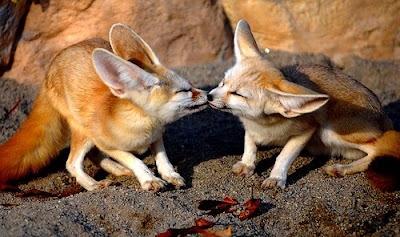 Animals kissing Pictures