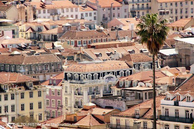 A lone palmtree amongst colourful houses with red rooftops