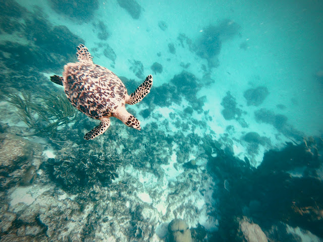 caye caulker, Belize