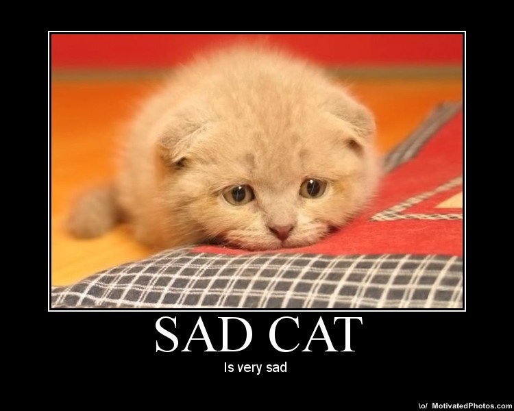 Top Inspirasi Sad Cat Is Sad