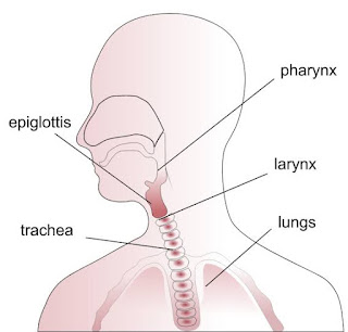 Mechanism of speech , Articulatory system,