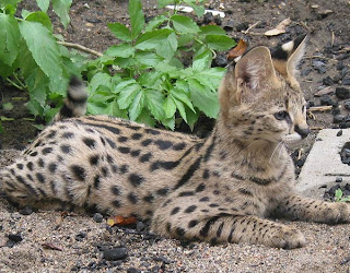 Beautiful African Serval Cat 