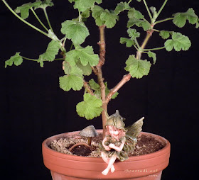 Miniature living pelargonium pre-bonsai Snowflake