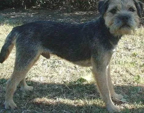 Border Terrier Köpeği