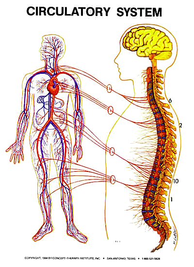 circulatory system of a frog. circulatory system functions.