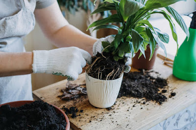 How Do You Keep Potted Plants Cool In The Summer?