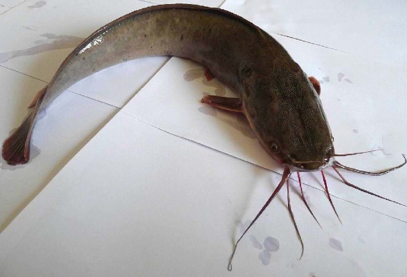 Koleksi Baru 29 Erek  Erek  Gambar  Ikan Lele