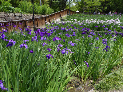 山田池公園 花しょうぶ園