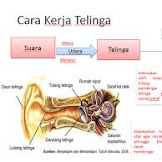 Cara Kerja Telinga
