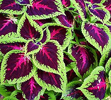 Cretona y cóleo variedades de colores y formas de sus hojas coleo cretona plectranthus scutellarioides coleo planta cretona cuidados coleo planta cuidados coleo cuidados cretona planta cuidados cretonas variedades planta de cretona coleo flor planta de coleo tipos de coleos plectranthus scutellarioides cuidados cretona perenne cretonas imagenes cuidados del coleo cretona morada coleo cretona planta coleus blumei cretona roja cuidados coleo cuidados de los coleos coleus blumei cuidados coleo azul coleo enfermedades flor de coleo cretona misionera coleo planta propiedades cuidados de la planta coleo cuidados de coleos coleo rojo coleo planta esquejes coleo planta flor los coleos coleo planta exterior coleo hojas lacias cuidados planta coleo coleo planta enfermedades coleo planta suerte el colio