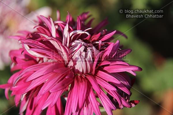Chrysanthemum flower - Guldaudi flower
