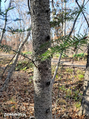 Пихта цельнолистная / Пихта чёрная (Abies holophylla)