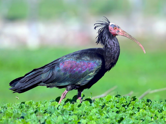 Northern Bald Ibis image,rare animals