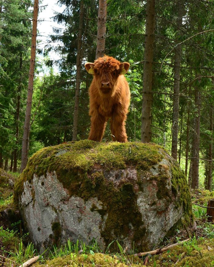 22 Adorable Highland Calves That Made Us Smile Today