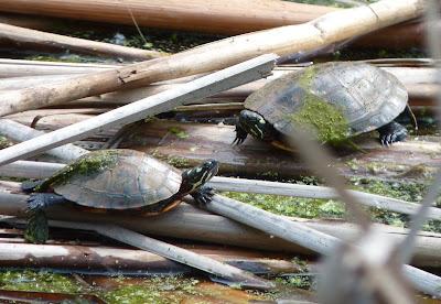 eastern painted turtles