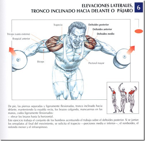 elevaciones-laterales-tronco-inclinado-hacia-delante-o-pajaro