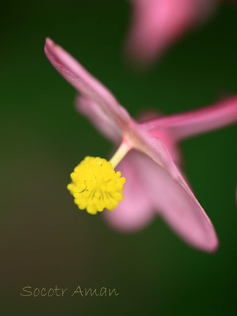 Begonia grandis