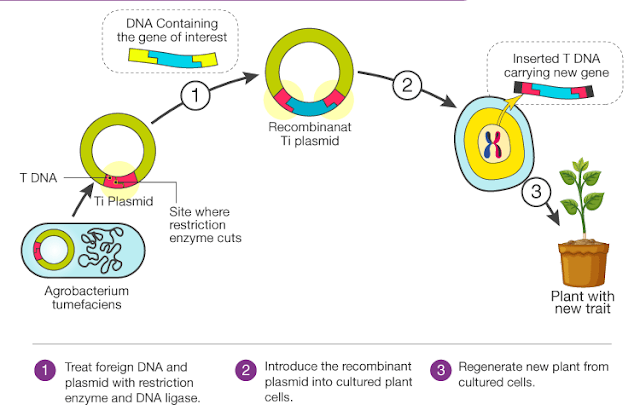 Write a detailed note on r-DNA technology