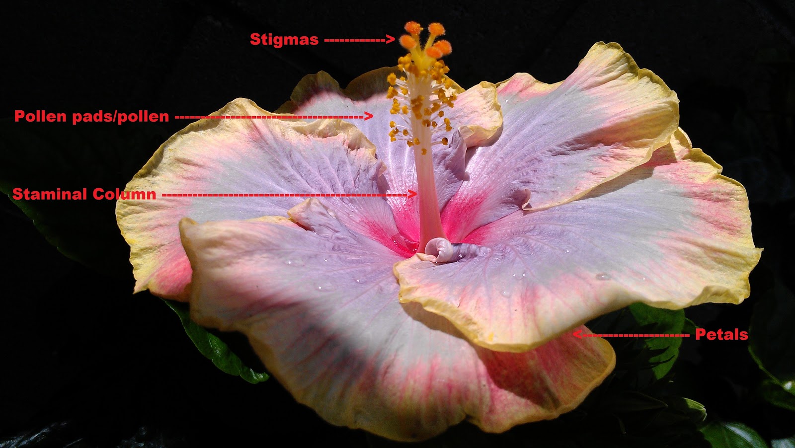 Kapu Gardens: How-To Hybridize Hibiscus