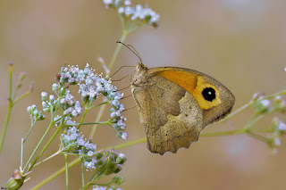 mariposa-loba-maniola-jurtina-hembra