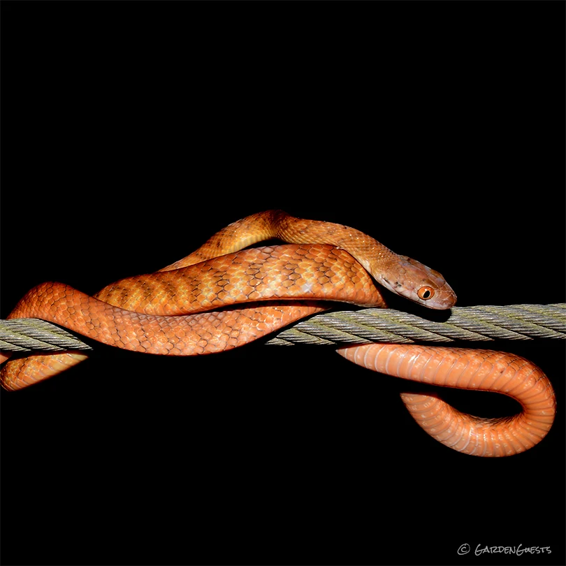 Brown Tree Snake AKA Night-Tiger