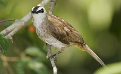 Apa makanan burung Trucukan